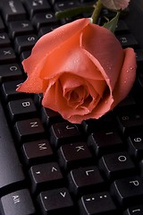 Image showing Rose On Computer Keyboard