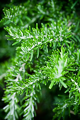 Image showing rosemary herb 