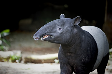 Image showing Southeast Asian Tapir