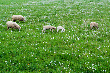 Image showing cute sheep family