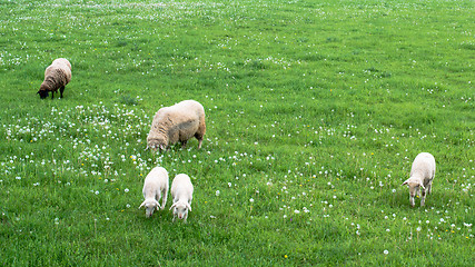 Image showing cute sheep family