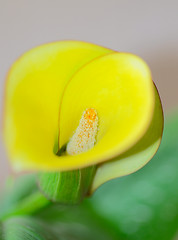 Image showing Yellow Calla Lilly