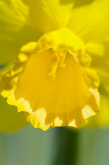 Image showing Daffodil Details