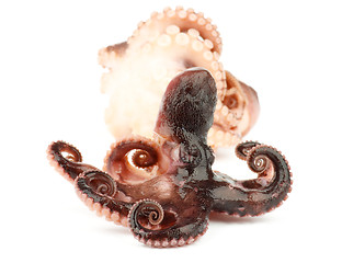 Image showing Smoked Octopuses