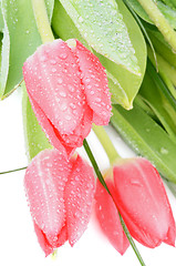 Image showing Magenta Tulips