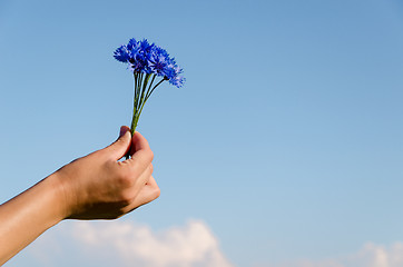 Image showing cornflower bouquet female hand blue sky background 