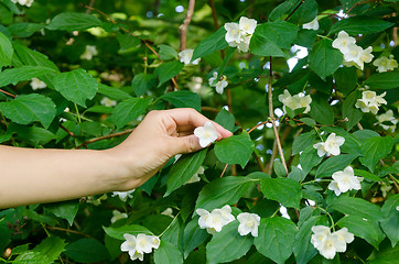 Image showing back view of woman with peony in hand garden