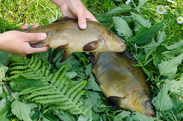 Image showing hand put big shiny tench fishes on nettle 