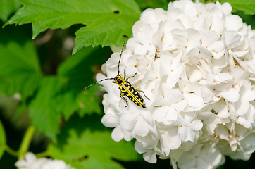 Image showing snowball flower crawl black yellow coleopteran bug 