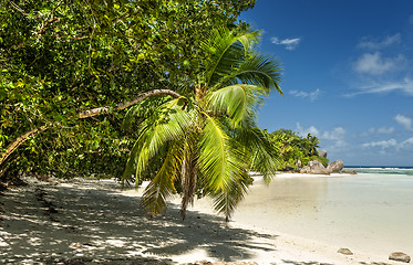 Image showing Tropical beach