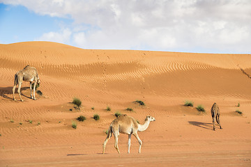 Image showing Camel in Wahiba Oman