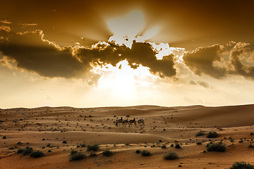 Image showing Desert Wahiba Oman