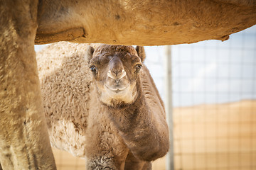 Image showing Camel calf in Wahiba Oman