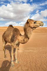 Image showing Camel in Wahiba Oman