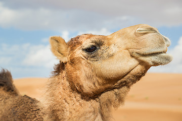 Image showing Camel in Wahiba Oman