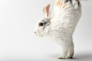 Image showing Rabbit on white