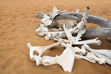 Image showing Animal bones in desert