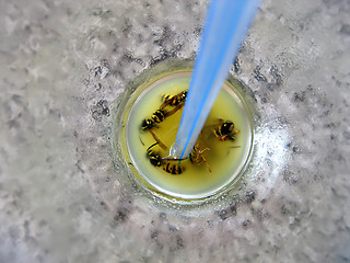Image showing Cemetery of wasps in a cocktail with orange juice