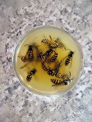 Image showing Cemetery of wasps in a cocktail with orange juice2