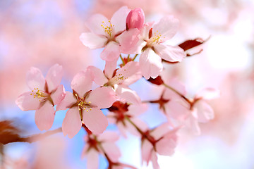 Image showing Floral Background of Cherry Blossoms