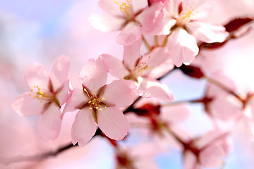 Image showing Background of Pink Cherry Blossoms