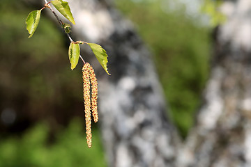 Image showing Birch Tree Blossoms at Spring