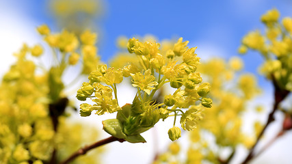 Image showing Maple Tree Blossoms against Sky