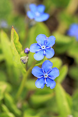 Image showing Blue Flowers of Omphalodes verna at Spring