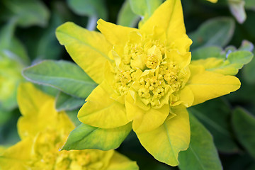Image showing Yellow Flower of Euphorbia polychroma 
