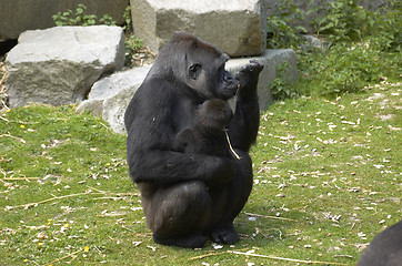 Image showing Ape