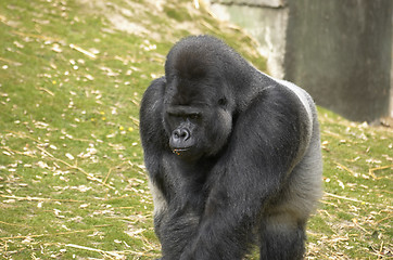 Image showing Silverback Gorilla