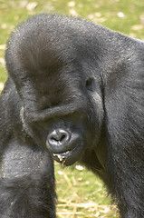 Image showing Silverback Gorilla