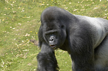 Image showing Silverback Gorilla