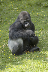 Image showing Silverback Gorilla