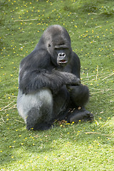 Image showing Silverback Gorilla