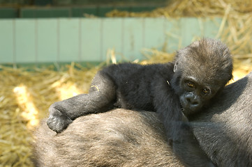 Image showing Baby Gorilla