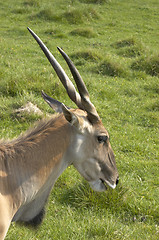 Image showing Eland antelope