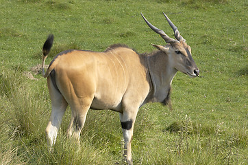 Image showing Eland antelope