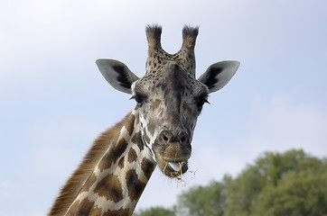 Image showing Giraffe