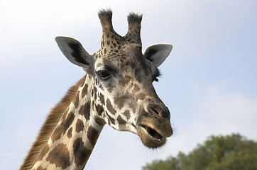 Image showing Giraffe