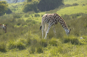 Image showing Giraffe