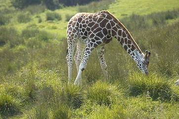 Image showing Giraffe