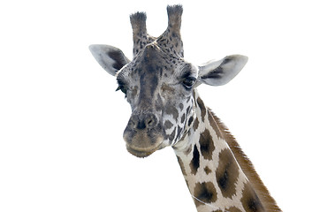 Image showing Giraffe