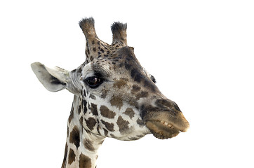 Image showing Giraffe