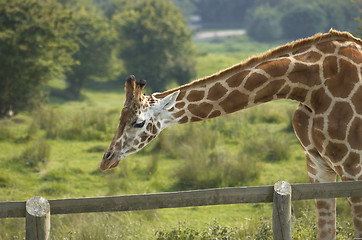 Image showing Giraffe