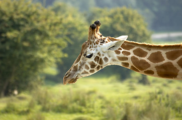 Image showing Giraffe