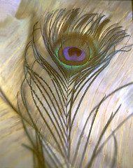 Image showing Natural Peacock Feather