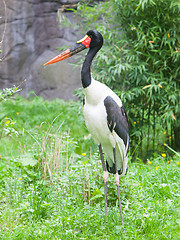 Image showing Saddle-billed stork. Latin name - Ephippiorhynchus senegalensis