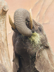 Image showing Elephant eating grass 