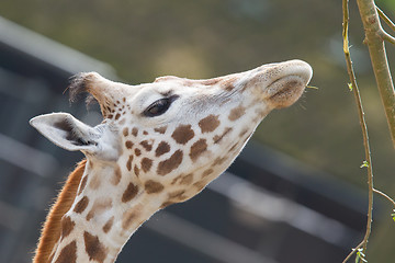 Image showing Giraffe eating